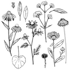 Hand drawn medicinal herbs.Vector sketch  illustration. - obrazy, fototapety, plakaty