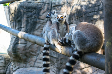 Obraz premium familia de lemur salvajes cola anillada