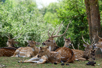groupe de cerf et biches asiatique