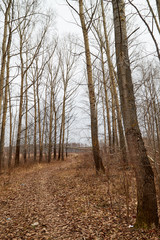 Yellow landscape in autumn cloudy day with trees and road