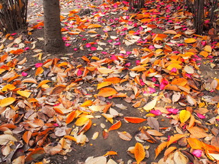 散った大寒桜の枯葉と山茶花の花びら