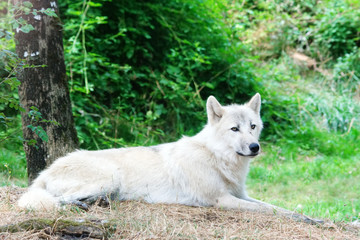 loup arctique couché au pied d'un arbre