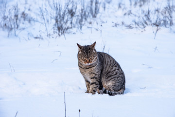 Pensive cat sitting in the snow outdoors