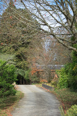 Forest trail in autumn scenery in early October
