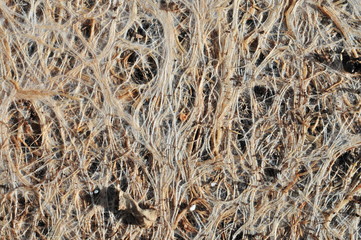 crowed dense roots from under the transplanting  flowerpot background