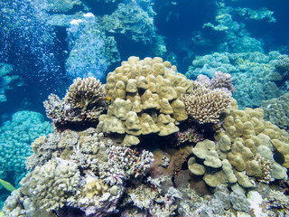 Naklejka na ściany i meble Colorful coral reef on the bottom of tropical sea, underwater landscape