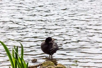 Black bird in the water