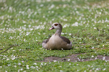 Goose on the grass field