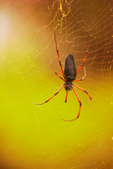Spider on Cobweb In Rainforest