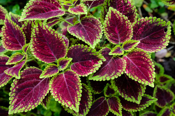 Close up green and red coleus solenostemon hybrida leaves background in a garden