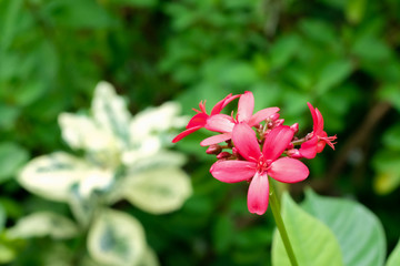 Close up beautiful small red flowers blooming in the garden on green leaf background with sunlight