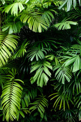 Tropical jungle nature green palm leaves on dark background in a garden