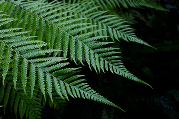 Fresh green fern leaves on black background in a garden