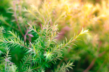 green tree christmas with sun light.