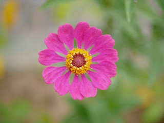 Close up of a single beautiful blossoming pink flower with its yellow pollens on a blurry background in the afternoon sunlight