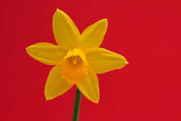 Daffodil on red