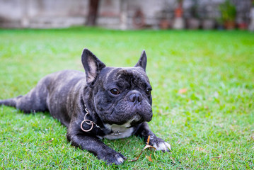 Fototapeta premium French Bulldog outdoor