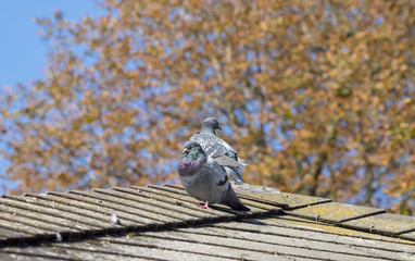 Pigeon Biset au sommet d'un toit (Colomba livia)