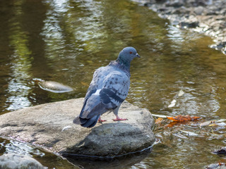 Pigeon biset au bord de l'eau (Colomba livia)