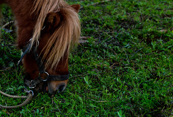 Brown pony with blond hair eating grass