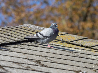 Pigeon Biset au sommet d'un toit (Colomba livia)