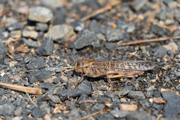Migratory locust - Locusta migratoria - is on a ground, JAPAN.