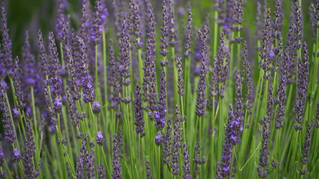 Lavandula also knowed as lavender,