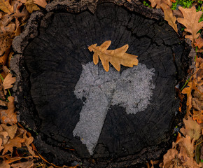 Oak leaf lies on the stump