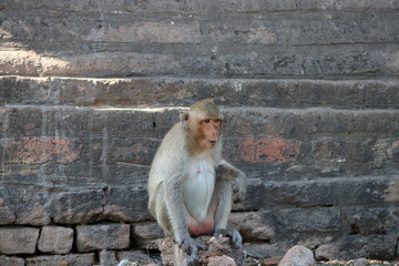 The crab-eating macaque monkey sitting on the laterite at Phra prang Sam Yot (Three Pagoda) in Lopburi province, Thailand. As the Castle (built in 1720-1773 B.E.)