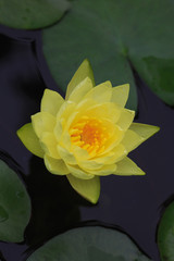 A yellow water lily - 238138742