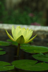 A yellow water lily - 238138924
