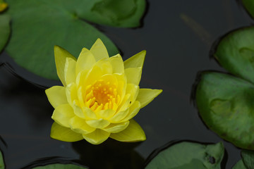 A yellow water lily - 238138934