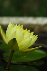 A yellow water lily - 238138968