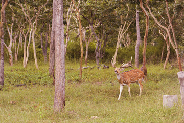 A Deer In The Forest