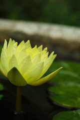 A yellow water lily - 238139159