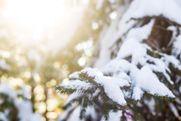 Green branches of a Christmas tree covered with white snow in the sunlight. Natural winter background