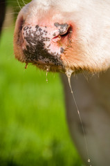 A closeup of a cow, losing a droplet of saliva, seen in the evening light of the setting sun