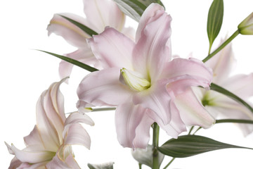 A branch of unusual pink flowers of terry lily isolated on a white background.