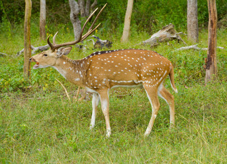 A Deer In The Forest