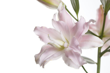 Fototapeta na wymiar A branch of gently pink flowers of a terry lily isolated on a white background.