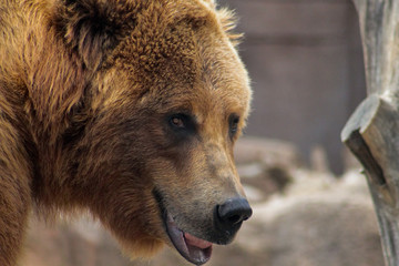 portrait of a brown bear