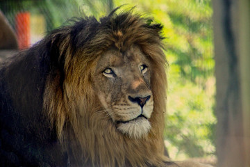 portrait of a lion