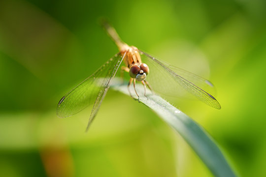 Closeup picture of dragonfly in natural environment, morning light sunrise, beautiful natural scenery.