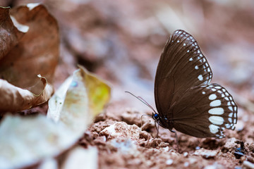 A Butterfly is eating Salt Lick some minerals from naturally occurring saline soils. Thailand called Pong Salt earth