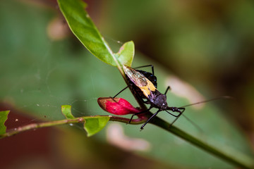Assassin Bug.The insects in the jungle are black-yellow and have a mustache on the branches.