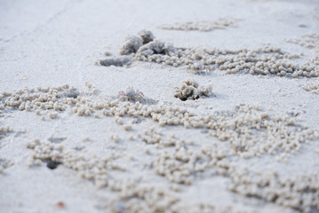 Little crab on the beach.