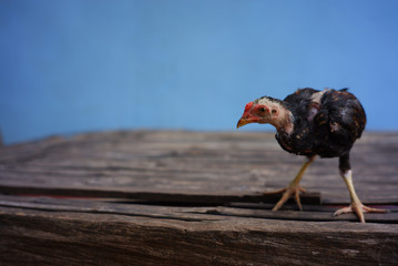 Chicken Little Black Thailand..blurred,soft focus,motion blur.