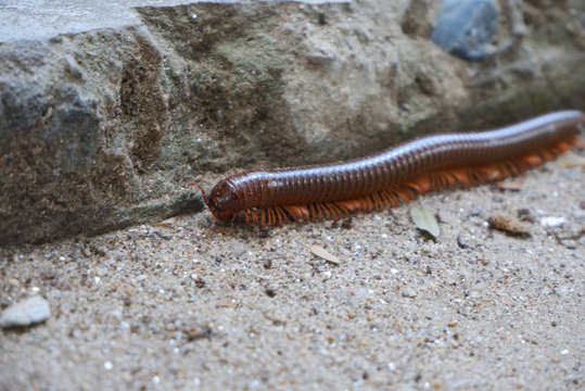 Millipede crawling on dirty concrete pavement