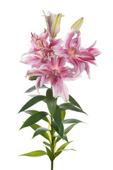Obraz premium A branch of unusual pink flowers of terry lily isolated on a white background.