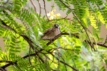 Sleeping birds resting on the branches with dodge in the trees, avoid the sunlight.